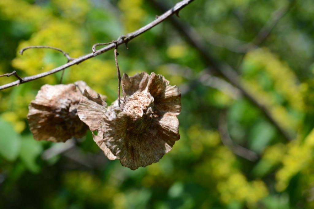 Arbusto spinoso - Paliurus spina-christi